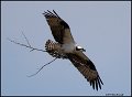 _1SB0756 osprey with branch